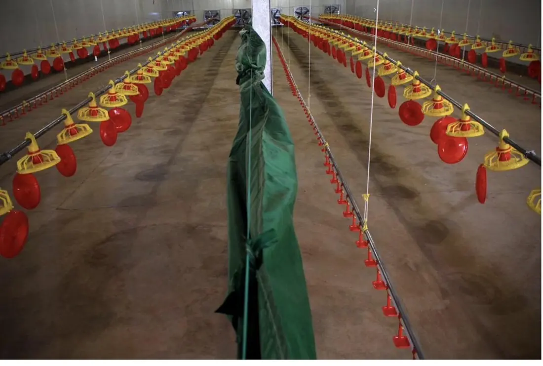 Automated feeding lines in a broiler house, an example of Data Matrix process-technology integration